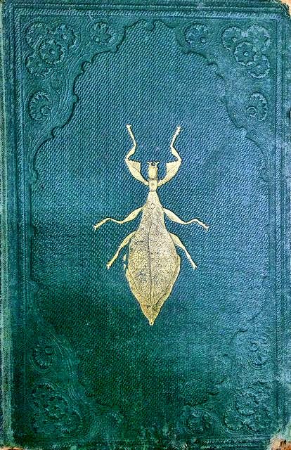 A cozy book in the beetle's burrow